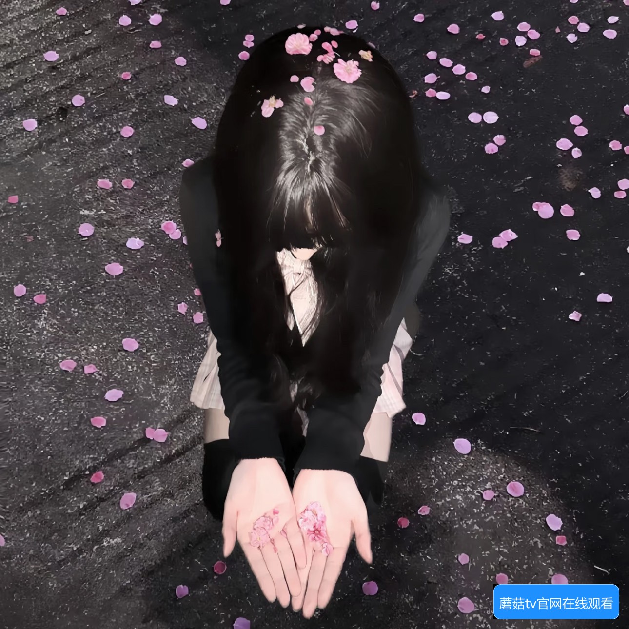 蘑菇TV视频网站有哪些特色功能和观看指南