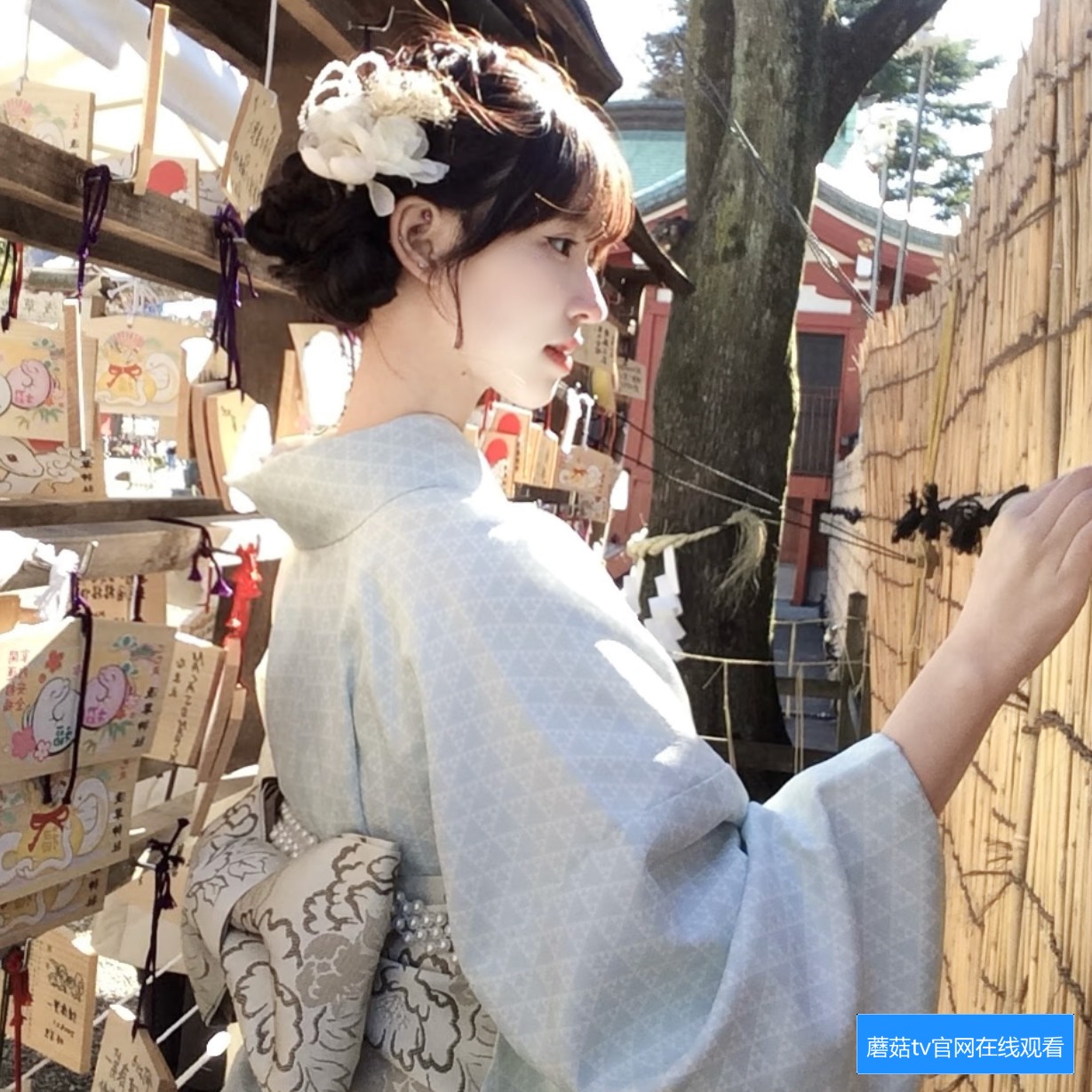 蘑菇TV官网在线观看平台介绍及使用指南